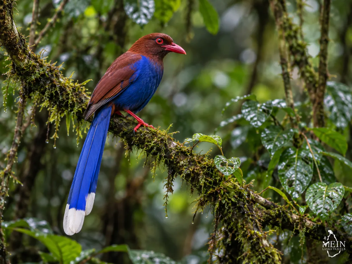 sri-lanka-blue-magpie-in-rainforest
